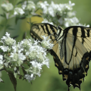 A butterfly feeding on white flowers in a green garden.